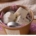 Scented Wax Melt Tubs - Peony Blush & Swede